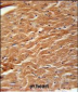 COPZ2 Antibody (C-term)